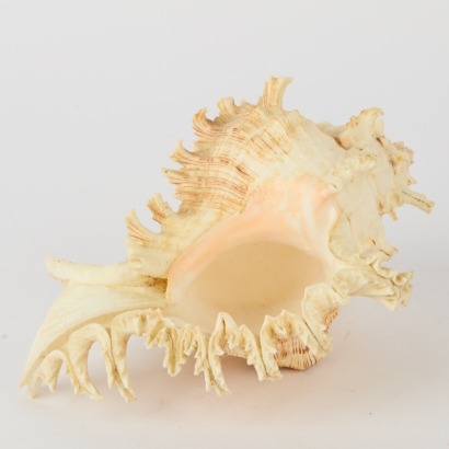A Ramose Murex Seashell