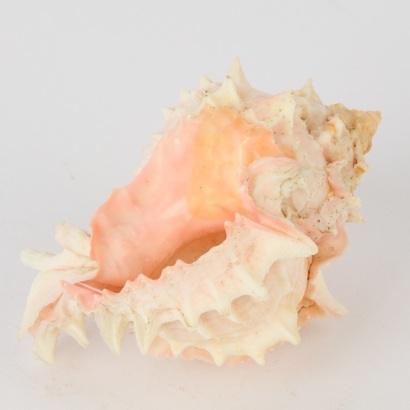 A Small Ramose Murex Seashell