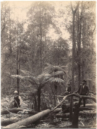 PHOTOGRAPHER UNKNOWN Neu-Sud-Wales: Partie aus einem Urwald (near Gosford, near Sydney)