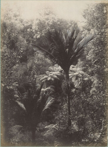 JOSIAH MARTIN Hikau and Tree Ferns