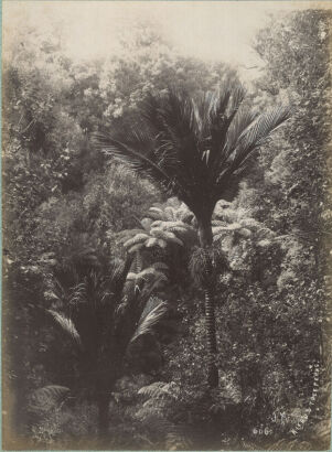 JOSIAH MARTIN Hikau and Tree Ferns