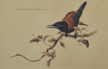 RAYMOND HARRIS-CHING The North Island Saddleback