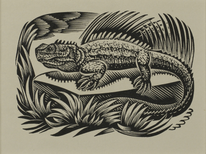 E. MERVYN TAYLOR Tuatara