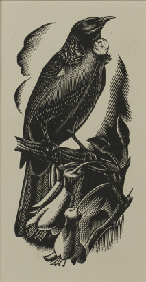 E. MERVYN TAYLOR Tui