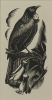 E. MERVYN TAYLOR Tui