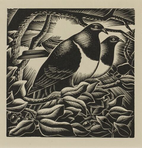 E. MERVYN TAYLOR Bush Pigeons