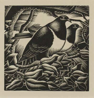 E. MERVYN TAYLOR Bush Pigeons
