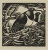 E. MERVYN TAYLOR Bush Pigeons