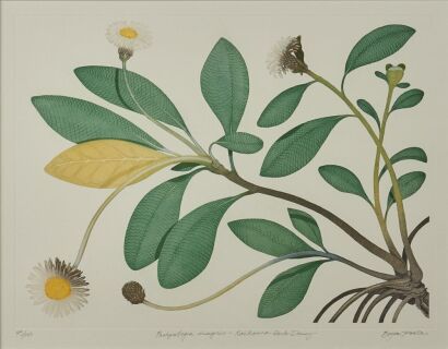 BRYAN POOLE Pachyotegia inoignio - Kaikoura Rock Daisy