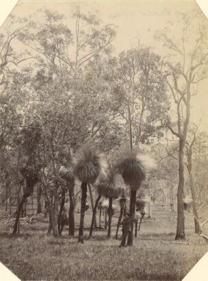 PHOTOGRAPHER UNKNOWN Sydney: Aus einem Park (Graspalmen) (Grass trees near Richmond River)