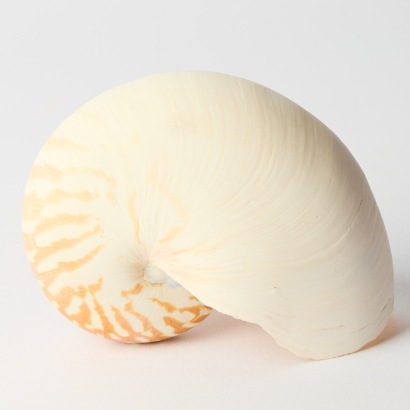 A Nautilus Shell