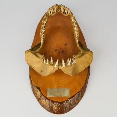 A Vintage Set of Wall-Hung Shark Jaws
