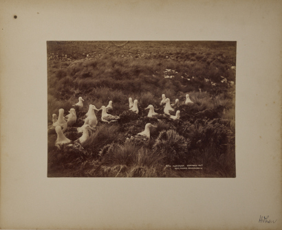 BURTON BROTHERS Albatros, Campbells Island