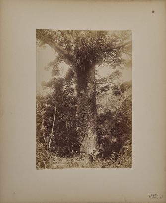 BURTON BROTHERS Falling Giant Kauri