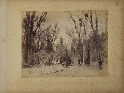 BURTON BROTHERS Tikitapu bush - after the eruption