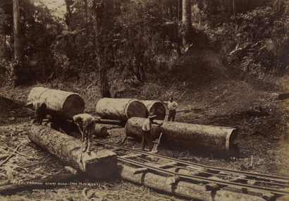 BURTON BROTHERS Taupaki Kauri Bush (Mr M. H. Roe's)