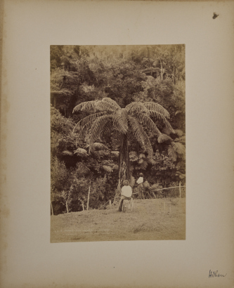 BURTON BROTHERS Ferns, Waitakerei, Auckland