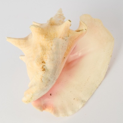 A Queen Horned Helmut Seashell