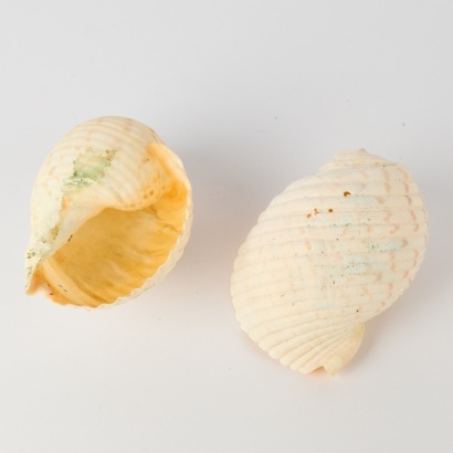 A Pair of Giant Tun Shells