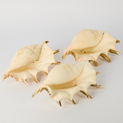 A Trio of Large Spider Conch Shells