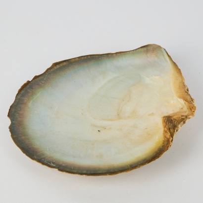 A Large Black-Lipped Pearl Shell