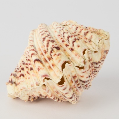 A Pair of Bear Paw Clam Shells