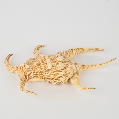 A Murex Seashell