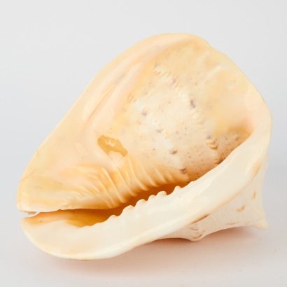 A Very Large Horned Helmut Conch Shell
