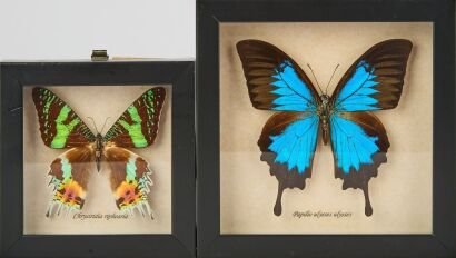 A Pair of Framed Taxidermy Butterflies