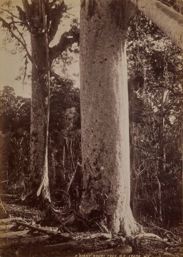 JAMES VALENTINE A "Giant" Kauri tree