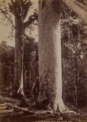 JAMES VALENTINE A "Giant" Kauri tree