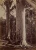 JAMES VALENTINE A "Giant" Kauri tree