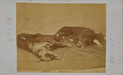 UNKNOWN PHOTOGRAPHER Tawa's dogs, Bosun and Rocket
