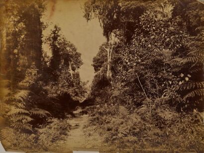 HENRY THOMAS LOCK Path Among the Ferns, Mokihinui