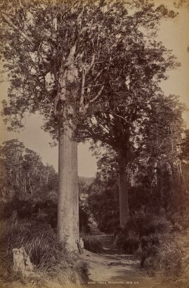 GEORGE D. VALENTINE Kauri Trees Nihotupu
