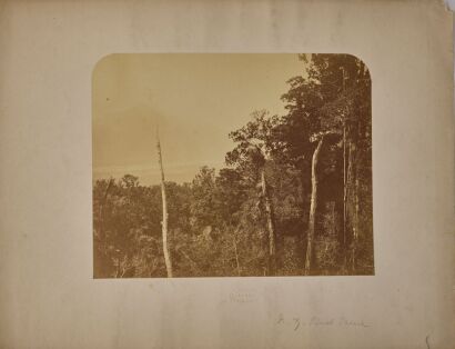 DANIEL LOUIS MUNDY Bush Scene