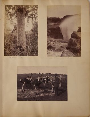 UNKNOWN PHOTOGRAPHER An album page with three albumn photographs including Kauir Tree, Rotorua and an ostrich farm