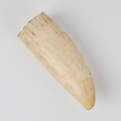 A Sperm Whale Tooth
