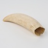 A Sperm Whale Tooth - 2