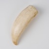 A Sperm Whale Tooth - 3