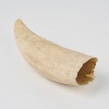 A Sperm Whale Tooth - 2