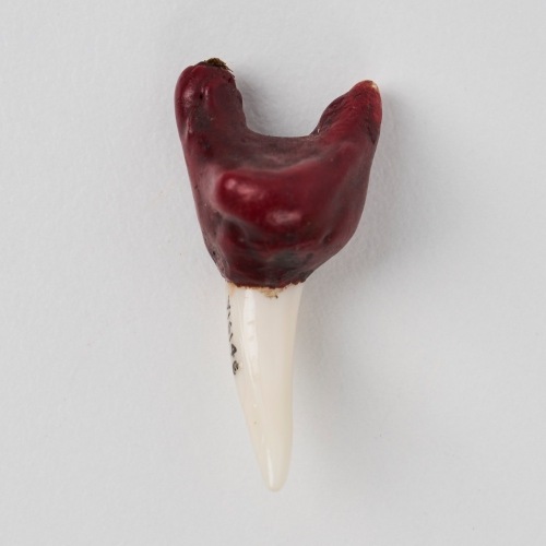 A Mako Shark Tooth Pendant, Aotearoa
