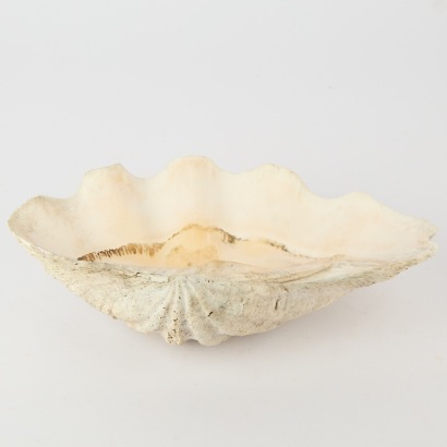 A Large Clam Shell
