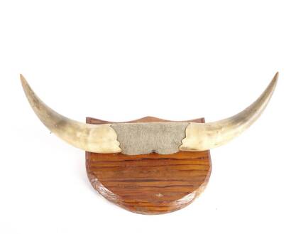 A Pair of Mounted Bullock Horns on a Wooden Shield