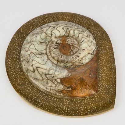 A Devonian 360-Million Year Old Fossil