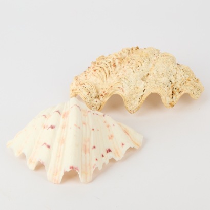A Pair of Clam Shells