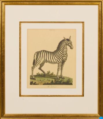 The Male Zebra By George Edwards