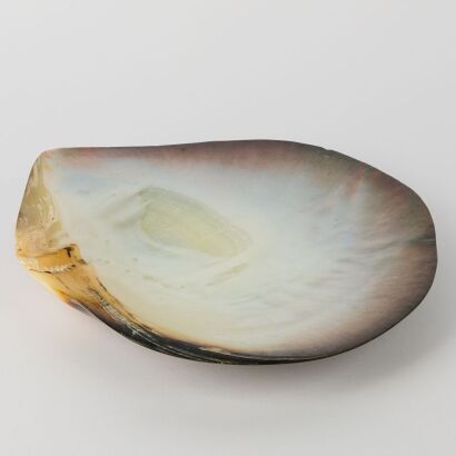 A Set of Two Tridacna Shell