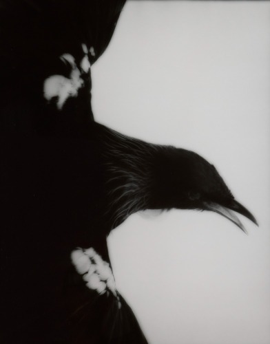 FIONA PARDINGTON Maranga / Arise Tui Whanganui Museum 2008
