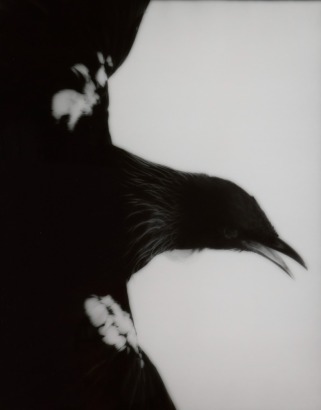 FIONA PARDINGTON Maranga / Arise Tui Whanganui Museum 2008